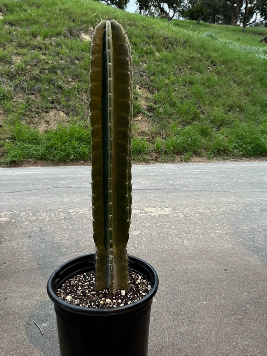 Rooted Cereus Peruvianus | Giant Peruvian Apple Cactus - live plant in variety of sizes