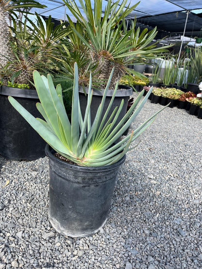 Fan Aloe | Unrivaled size and shape - Mature Live Aloe Kumara plicatilis