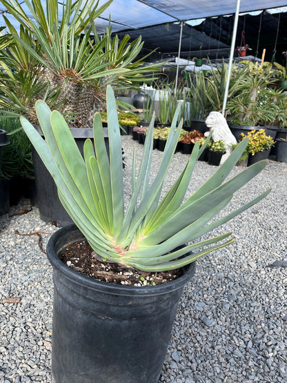 Fan Aloe | Unrivaled size and shape - Mature Live Aloe Kumara plicatilis