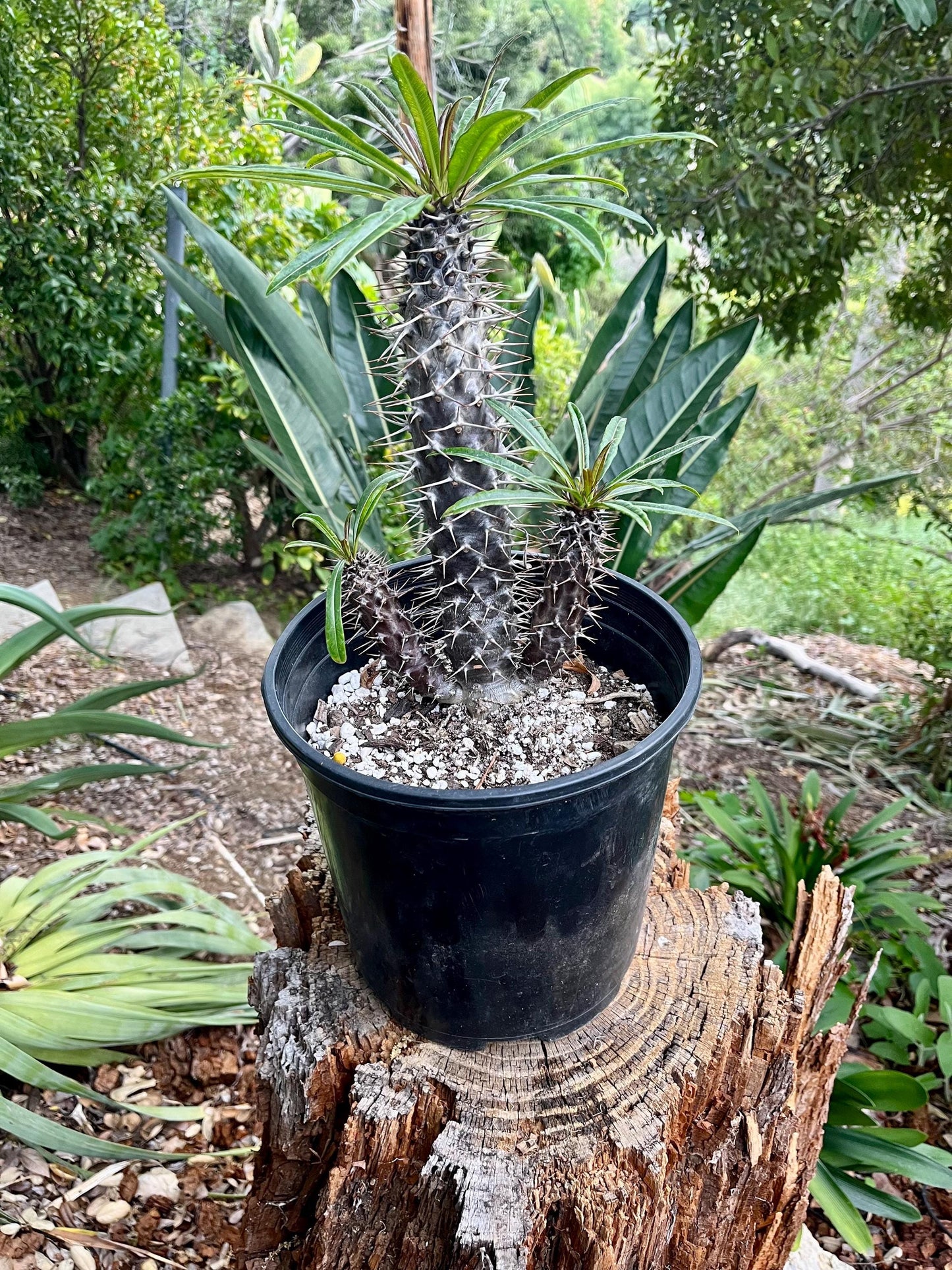 Branching Madagascar Palm | Pachypodium Lamerei Succulent Tree | Unique Drought-Tolerant Houseplant | Exotic Indoor or Patio Outdoor Plant