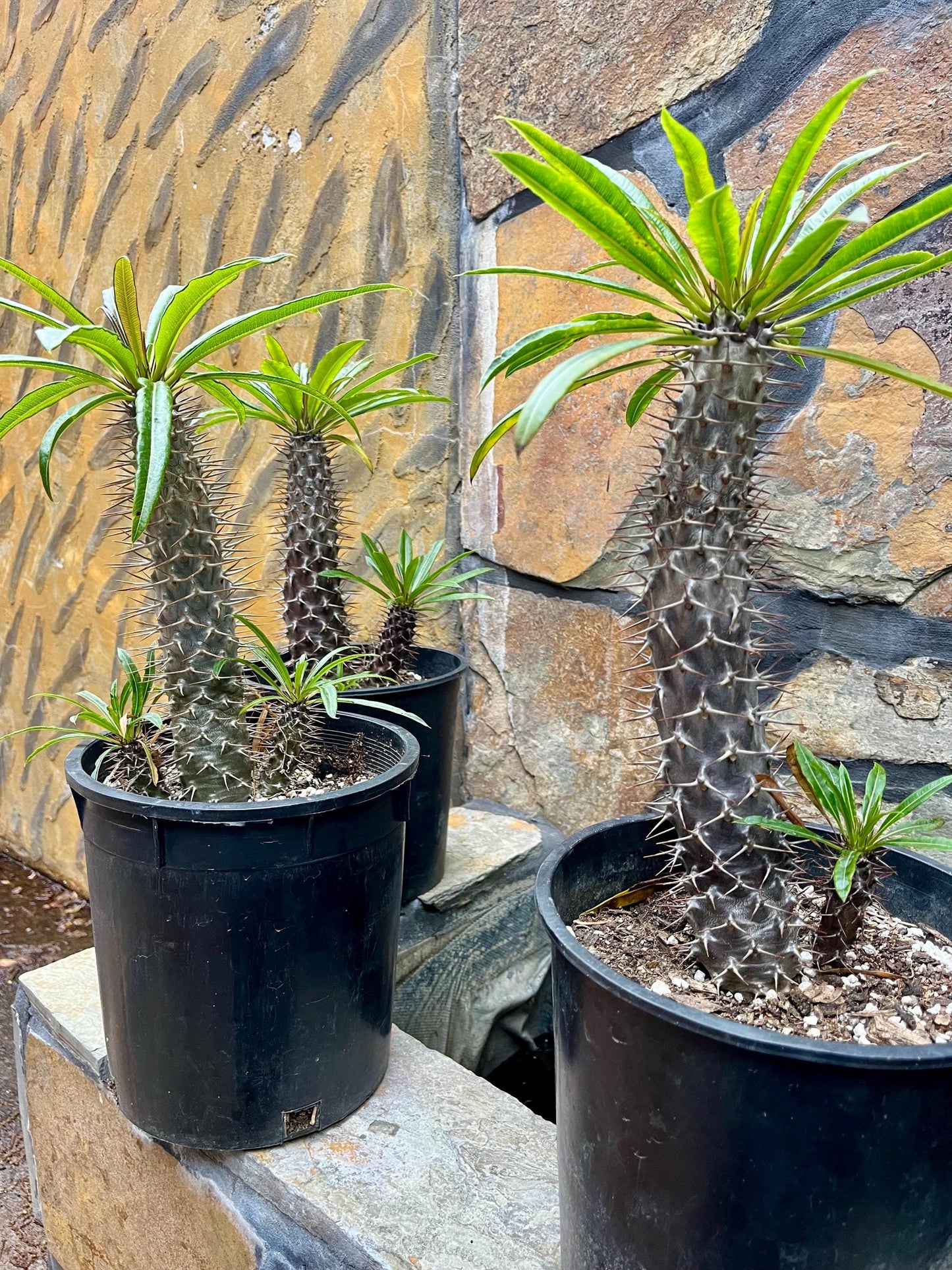 Branching Madagascar Palm | Pachypodium Lamerei Succulent Tree | Unique Drought-Tolerant Houseplant | Exotic Indoor or Patio Outdoor Plant