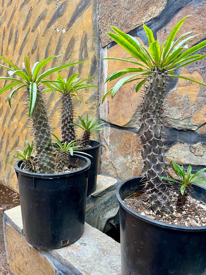 Branching Madagascar Palm | Pachypodium Lamerei Succulent Tree | Unique Drought-Tolerant Houseplant | Exotic Indoor or Patio Outdoor Plant