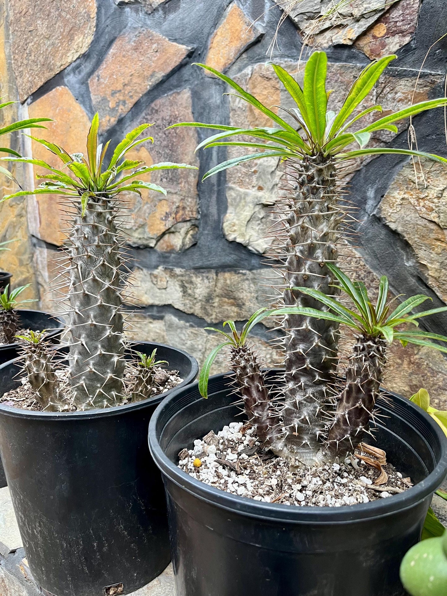 Branching Madagascar Palm | Pachypodium Lamerei Succulent Tree | Unique Drought-Tolerant Houseplant | Exotic Indoor or Patio Outdoor Plant