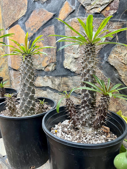 Branching Madagascar Palm | Pachypodium Lamerei Succulent Tree | Unique Drought-Tolerant Houseplant | Exotic Indoor or Patio Outdoor Plant