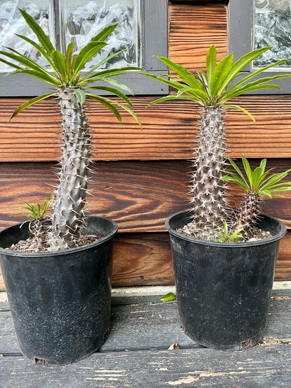 Branching Madagascar Palm | Pachypodium Lamerei Succulent Tree | Unique Drought-Tolerant Houseplant | Exotic Indoor or Patio Outdoor Plant