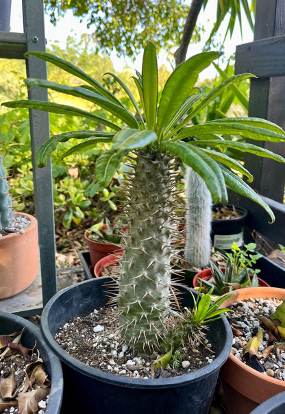Branching Madagascar Palm | Pachypodium Lamerei Succulent Tree | Unique Drought-Tolerant Houseplant | Exotic Indoor or Patio Outdoor Plant