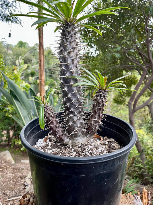 Branching Madagascar Palm | Pachypodium Lamerei Succulent Tree | Unique Drought-Tolerant Houseplant | Exotic Indoor or Patio Outdoor Plant