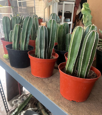 Magnificent Mexican Fence Post Cactus | Pachycereus marginatus | succulent, Architectural plant, DIY, container or landscape garden