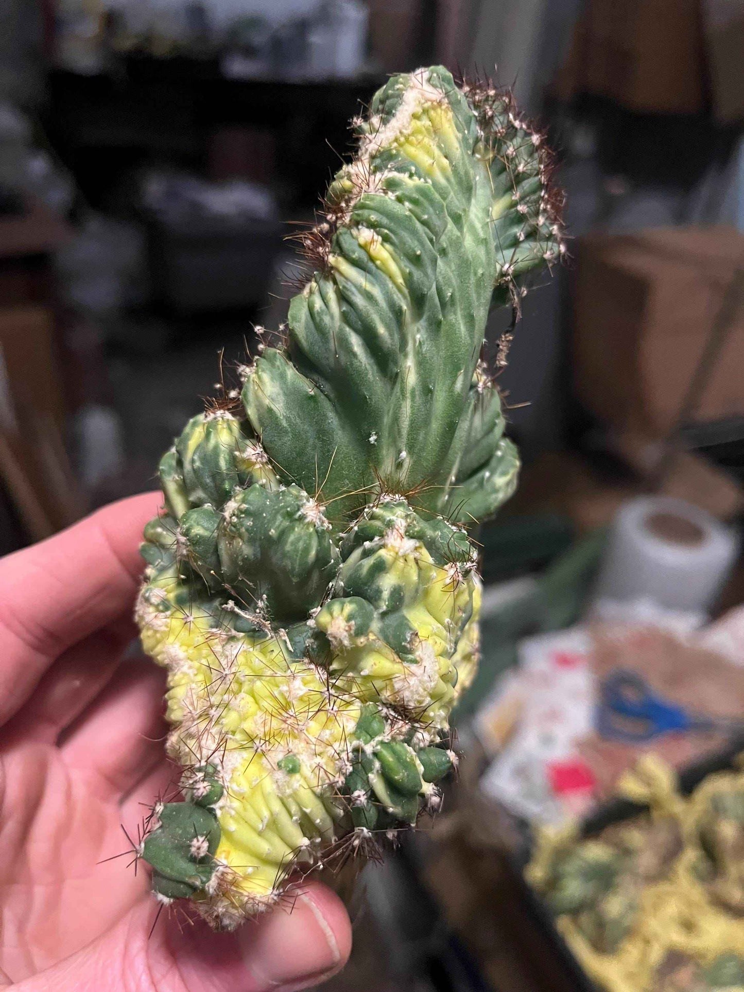 Variegated ‘Ming Thing’ Cactus | Cereus forbesii variegata