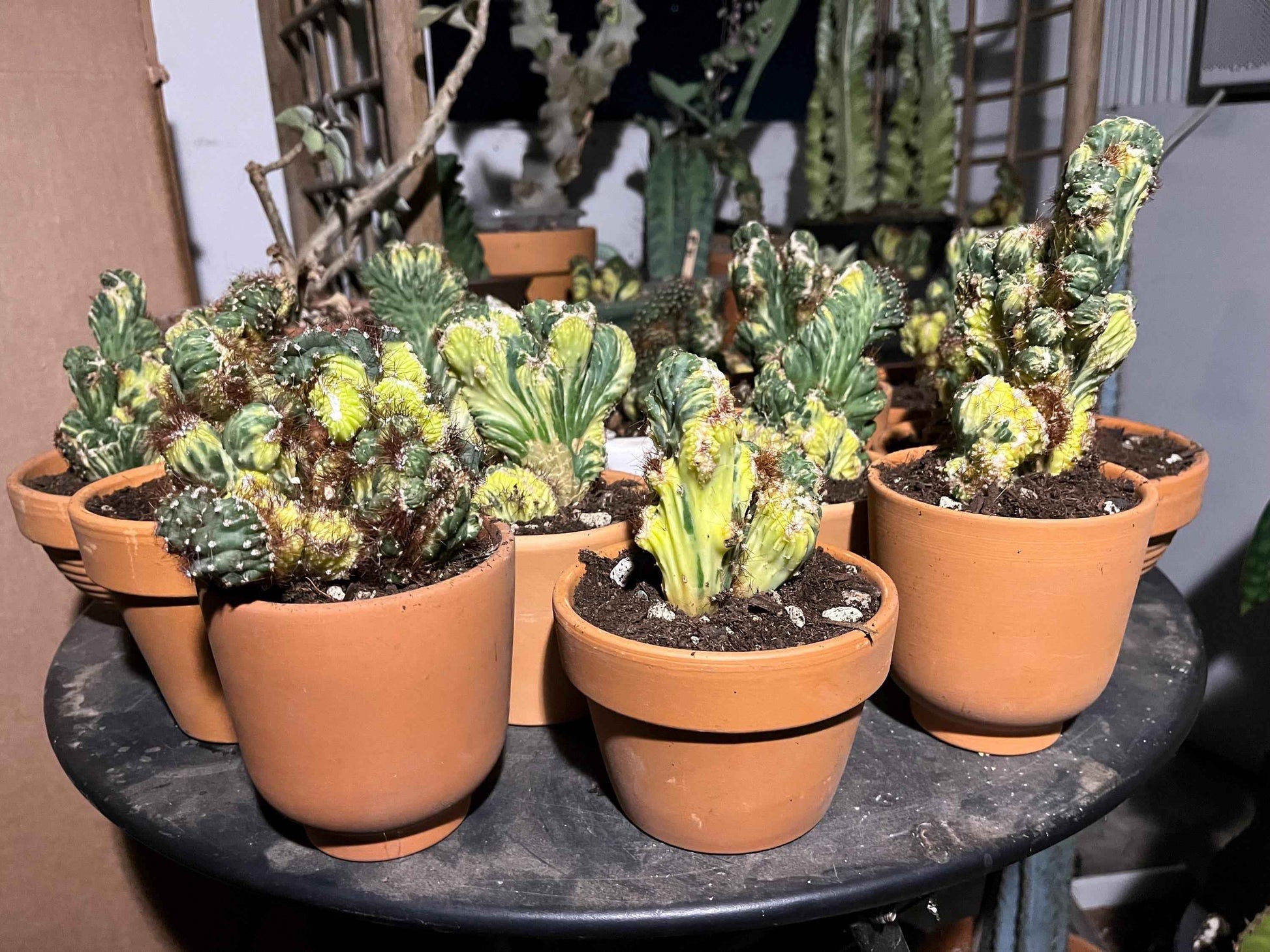 Variegated ‘Ming Thing’ Cactus | Cereus forbesii variegata