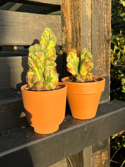 Variegated ‘Ming Thing’ Cactus | Cereus forbesii variegata