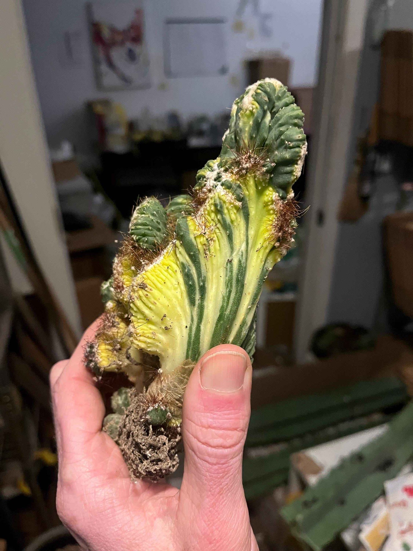 Variegated ‘Ming Thing’ Cactus | Cereus forbesii variegata