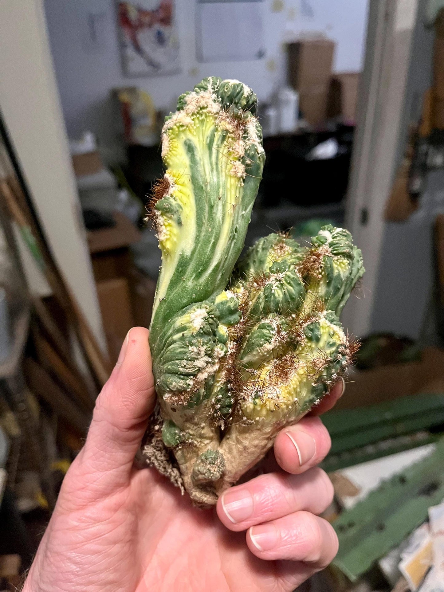 Variegated ‘Ming Thing’ Cactus | Cereus forbesii variegata