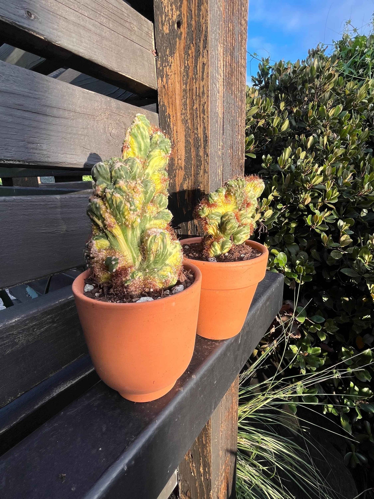 Variegated ‘Ming Thing’ Cactus | Cereus forbesii variegata